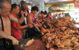 Dù có tin bị cấm, hàng nghìn chú chó vẫn bị giết thịt công khai trước lễ hội thịt chó Trung Quốc