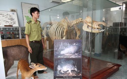 Chiêm ngưỡng bộ xương tê giác Java cuối cùng của Việt Nam