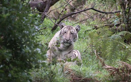 Đây là con hổ trắng đặc biệt nhất hành tinh, vì cả thế giới chỉ có mình nó mà thôi
