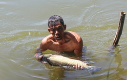Cá lồng sắp thu hoạch chết bất thường trên sông Bồ