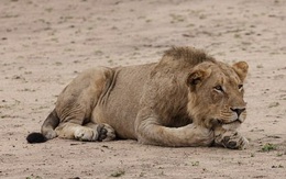 Bé gái 10 tuổi bị sư tử vồ chết trước mặt dì ruột ở Zimbabwe
