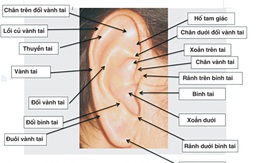 Nhĩ châm - phương pháp chữa bệnh độc đáo