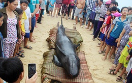 Cá voi gần 7 tạ dạt vào bờ biển Bình Định