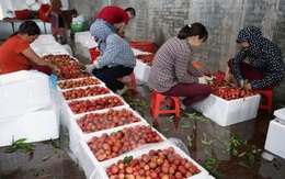 Nhiều trái cây Việt “vô hình” ở nước ngoài