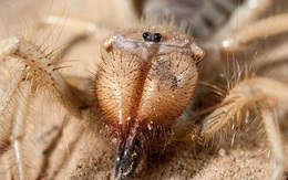 Tìm thấy con nhện khổng lồ 10 chân biết săn mồi như bọ cạp