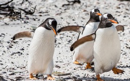 Các nhà khoa học gắn camera vào loài chim cánh cụt Gentoo và những thước phim cho ra kết quả thật bất ngờ