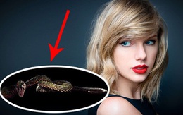 Hóa ra loài rắn trong bản hit mà Taylor Swift mới tung ra "không hề tầm thường"