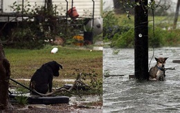 Hình ảnh những chú chó bơ vơ, ngập giữa dòng nước lớn trong trận bão mạnh nhất thập kỷ ở Mỹ khiến nhiều người động lòng