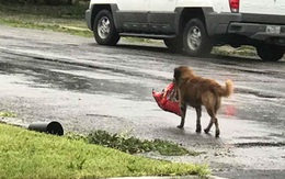 Chú chó Texas "biết trước" siêu bão Harvey, lo sẵn lương thực?