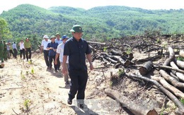 Bí thư Tỉnh ủy Bình Định kiểm tra hiện trường vụ 43,7 ha rừng tự nhiên bị 'xóa sổ'
