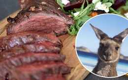 Úc: Chuột túi nhiều gấp đôi người, chính quyền huy động người dân ăn thịt Kangaroo