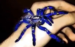 Tìm thấy loài nhện màu xanh dương ánh kim làm đau đầu các nhà khoa học