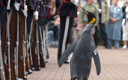 Có thể bạn chưa biết: Đây là chú chim cánh cụt đã được phong tước Hiệp sĩ