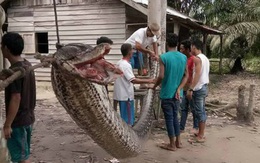 Trăn khổng lồ đang tấn công con người ngày càng nhiều, và lý do đằng sau khiến tất cả phải suy ngẫm