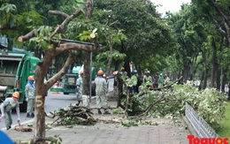 Hà Nội: Hàng cây đẹp nhất trên đường Kim Mã bắt đầu bị chặt hạ