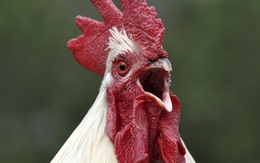 Các nhà khoa học Nhật Bản vừa lai tạo thành công giống gà đẻ ra thuốc chữa bệnh