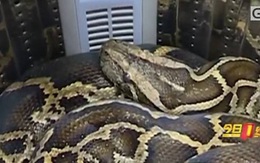 Mang đồ đi giặt, người phụ nữ giật bắn mình khi phát hiện thứ cựa quậy trong máy giặt