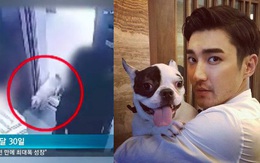 SBS công bố CCTV hiện trường vụ chó của Siwon cắn CEO tử vong, gián tiếp chỉ ra gia đình anh nói dối