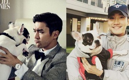 Chó cưng của Siwon được cho là gây nên vụ cắn CEO tử vong: Từng có tiền sử cắn người