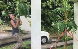 Bão gió đùng đoàng, người phụ nữ vẫn lao ra vườn, oằn mình ôm cây đu đủ và cái kết bất ngờ