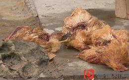 Bí ẩn 'quái thú' hút khô máu của hơn 200 con gà và vịt tại Trung Quốc