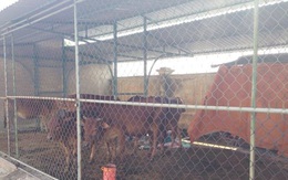 Hà Tĩnh: Bắt nhốt hàng loạt bò thả rông trên Quốc lộ 1A