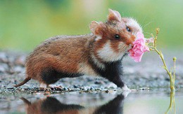 Cuộc sống hưởng thụ của 15 chú chuột hamster sống ở ngoài thế giới tự nhiên