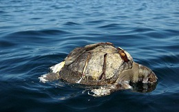 Bí ẩn hàng trăm con rùa biển chết nổi lềnh phềnh trên Thái Bình Dương
