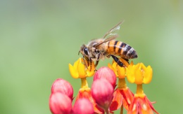 Nếu loài ong tuyệt chủng, điều gì sẽ xảy ra với thế giới?