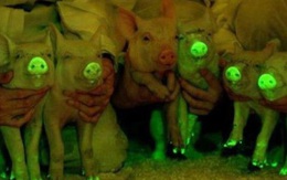 Lợn phát sáng lập lòe trong bóng đêm - có phải là thí nghiệm "điên rồ"?