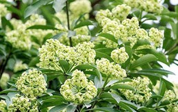 Không chỉ có hoa, quả của cây hoa sữa cũng ảnh hưởng tới sức khoẻ