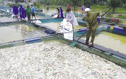 Những tiếng cười tôi nghe từ người vùng lũ