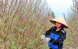 Dân trồng đào “nín thở” chờ Tết