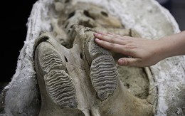Đào đường hầm, công nhân ngỡ ngàng khi tìm thấy hóa thạch động vật 10.000 năm từ kỷ Băng Hà