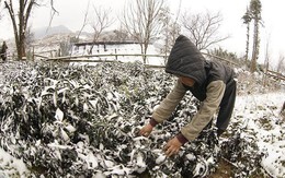 'Đợt không khí lạnh có cường độ rất mạnh sẽ tạo ra một trạng thái thời tiết khá đặc biệt'