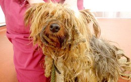 Chú chó không được xén lông suốt 13 năm, người chủ bị phạt cả đời không được nuôi động vật