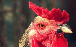 Trung Quốc phát triển công nghệ nhận dạng khuôn mặt cho gà