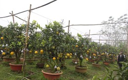 Lão nông thu về hàng trăm triệu nhờ ghép 10 loại quả trên cùng một cây cảnh ở Hà Nội