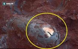 Phát hiện ổ trứng khủng long còn nguyên vẹn sau 130 triệu năm