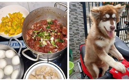 Thực đơn ăn một ngày "quá sang chảnh" của chú chó khiến dân mạng tranh cãi
