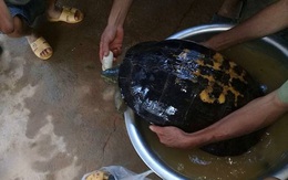 Người dân phát hiện rùa "khủng" vân vàng 16kg bò từ ruộng lên