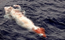 Ngư dân Ireland 2 lần bắt được loại mực khổng lồ, dài hơn 5m
