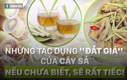 Những tác dụng "đắt giá" của cây sả: Nếu chưa biết, sẽ rất tiếc!