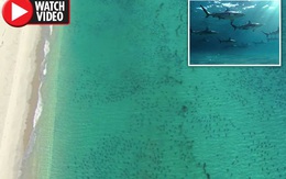 Clip: 10.000 con cá mập "bao vây" du khách, đen đặc bờ biển