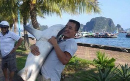 Tại sao Vịnh Hạ Long là điểm đến an toàn, dù vừa xuất hiện ảnh "người ôm cá mập"?