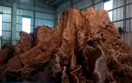 Gốc bàng cổ thụ được "đại gia" hỏi mua với giá 35 tỷ đồng nhưng chủ nhân không bán