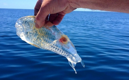 Đầu cá đuôi tôm thân trong suốt như sứa - sinh vật này có phải là sản phẩm của Photoshop?