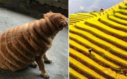 Bản tin thời trang boss: ''Ruộng bậc thang'' là kiểu lông hot nhất MXH hôm nay vì vừa đẹp lại có thể dùng thay cây lau nhà