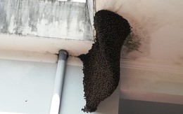 Nhiều người hiếu kỳ với tổ ong mật 'khủng' trong trụ sở huyện