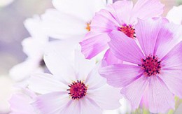 Thứ Ba của bạn (16/10): Sư Tử cuồng nhiệt trong tình yêu